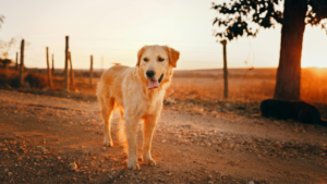 Best Dog Trainers Charlotte NC