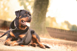 Best Dog Trainers Charlotte NC