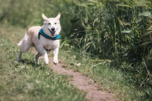 Best Dog Trainers Charlotte NC