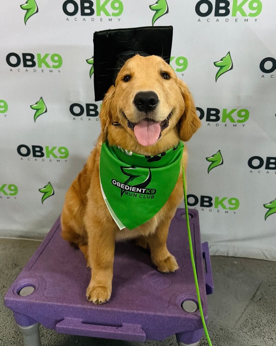 Golden Retriever puppy graduate in cap and Obedient K9 bandana