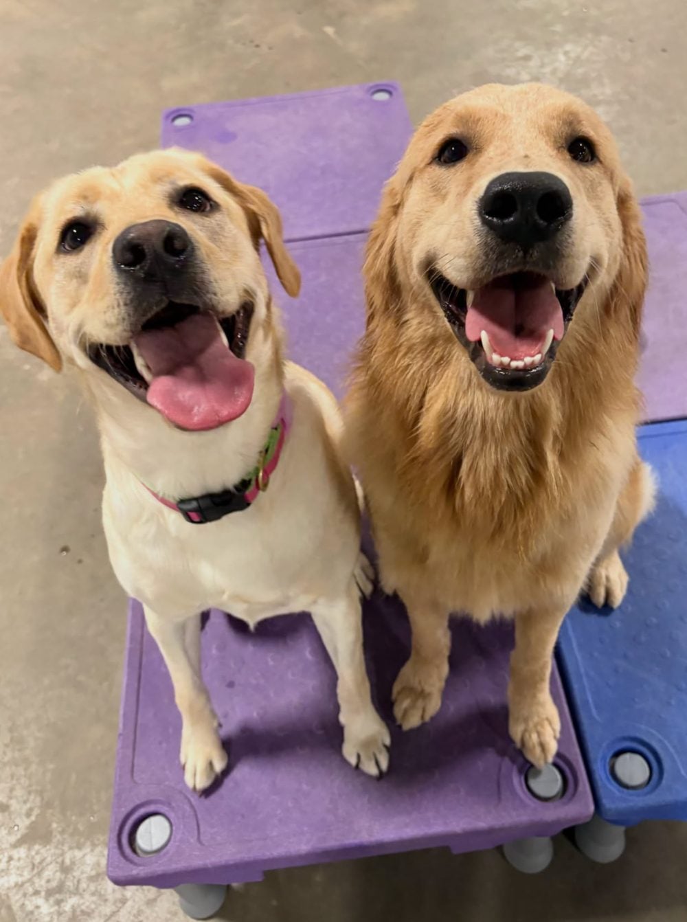 A Labrador and a Golden Retriever resting side by side at the Obedient K9 Good Dog Club