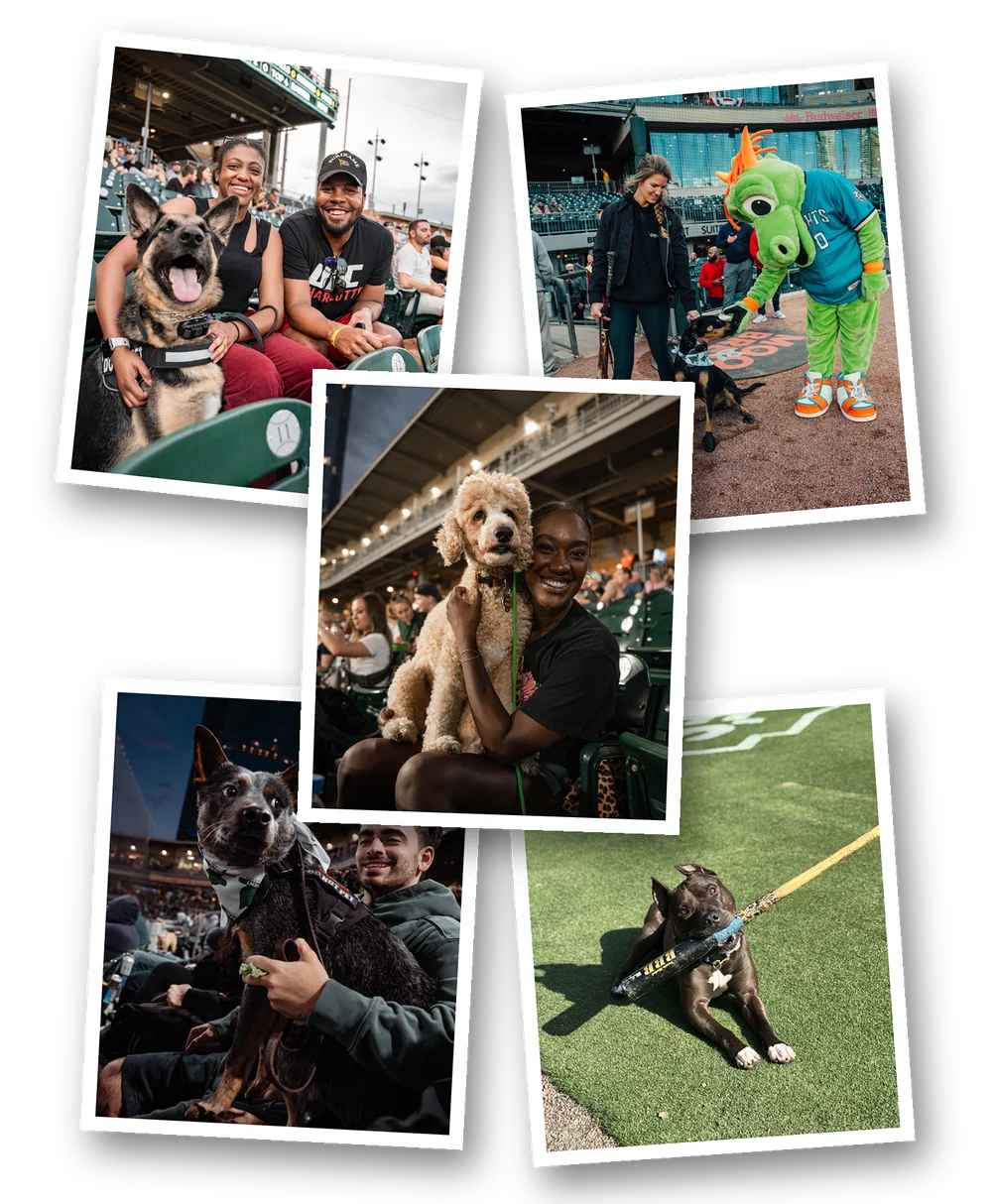 Obedient K9 clients and their dogs at Charlotte Knights games at Truist Field, including Ike the Knights bat dog on the field